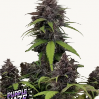 PURPLE HAZE Auto™
