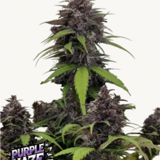 PURPLE HAZE Auto™