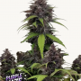 Семена конопли PURPLE HAZE Auto™ от Fast Buds