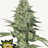 RHINO RYDER Auto