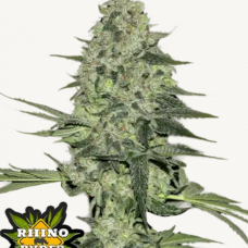 RHINO RYDER Auto