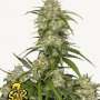 Семена конопли SOUR JEALOUSY Auto™ от Fast Buds