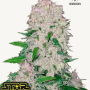 Семена конопли STARDAWG Auto от Fast Buds