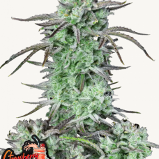 STRAWBERRY BANANA Auto