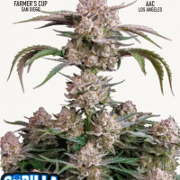 STRAWBERRY GORILLA Auto