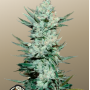 Семена конопли TANGIE Auto от Fast Buds