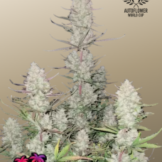 TROPICANA Cookies Auto