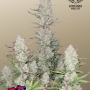 Семена конопли TROPICANA Cookies Auto от Fast Buds