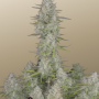 Семена конопли Wedding CHEESECAKE Auto от Fast Buds