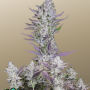 Семена конопли Wedding GLUE Auto от Fast Buds