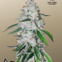 Семена конопли West Coast O.G. Auto от Fast Buds