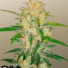 Z Auto (Zkittlez Auto)