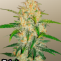 Семена конопли Z Auto (Zkittlez Auto) от Fast Buds