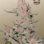 Семена конопли ZTRAWBERRIEZ Auto от Fast Buds
