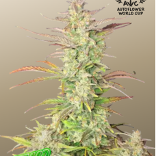 Z-Up Auto™