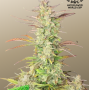 Семена конопли Z-Up Auto™ от Fast Buds