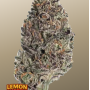 Семена конопли LEMON CHERRY RUNTZ ™ от Fast Buds