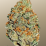 Семена конопли LEMON MANDARIN ™ от Fast Buds