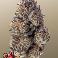 PAPAYA SHERBET ™
