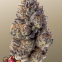 Семена конопли PAPAYA SHERBET ™ от Fast Buds