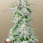 Семена конопли Original AUTO AFGHAN KUSH от Fast Buds