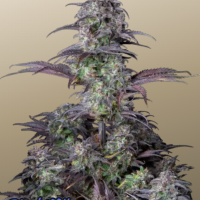 Original AUTO BLUEBERRY
