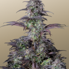 Original AUTO BLUEBERRY