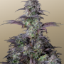 Семена конопли Original AUTO BLUEBERRY от Fast Buds