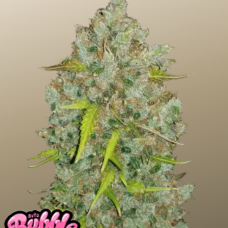 Original AUTO BUBBLEGUM