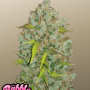Cannabis seeds Original AUTO BUBBLEGUM from Fast Buds