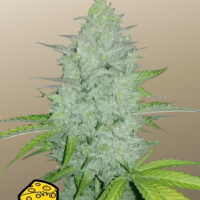 Original AUTO CHEESE