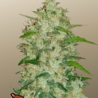Original AUTO CHEMDAWG
