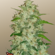 Original AUTO CHEMDAWG