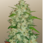 Семена конопли Original AUTO CHEMDAWG от Fast Buds