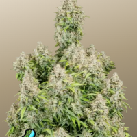 Original AUTO CINDERELLA
