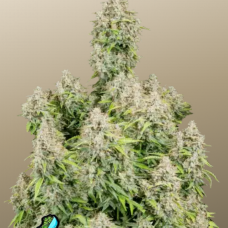 Original AUTO CINDERELLA