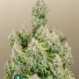 Семена конопли Original AUTO CINDERELLA от Fast Buds