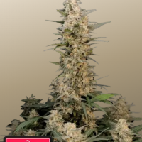 Original AUTO CRITICAL