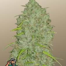 Original AUTO JACK HERER