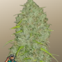 Насіння конопель Original AUTO JACK HERER від Fast Buds