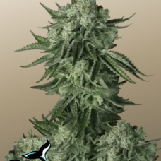 Original AUTO MOBY DICK