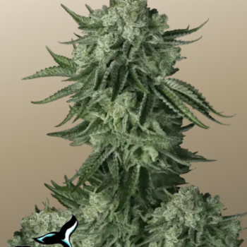 Original AUTO MOBY DICK