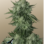 Cannabis seeds Original AUTO MOBY DICK from Fast Buds