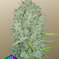 Original AUTO NORTHERN LIGHTS