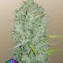 Cannabis seeds Original AUTO NORTHERN LIGHTS from Fast Buds