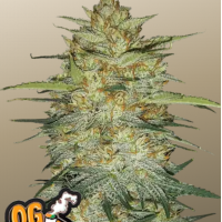 Original AUTO OG KUSH