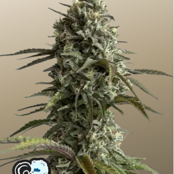Original AUTO SKUNK