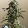 Cannabis seeds Original AUTO SKUNK from Fast Buds