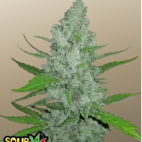 Original AUTO SOUR DIESEL