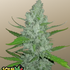 Original AUTO SOUR DIESEL